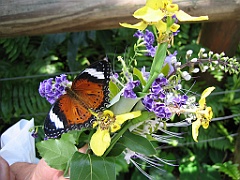 012 Butterfly Sanctuary